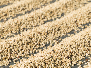 Secado del café